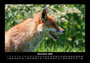 Waldbewohner Fotokalender 2026 - 11