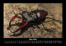 Waldbewohner Fotokalender 2026 - 3
