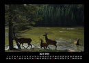 Waldbewohner Fotokalender 2026 - 4