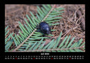 Waldbewohner Fotokalender 2026 - 7