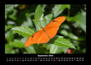 Bunte Pracht der Schmetterlinge Fotokalender 2026 - 9