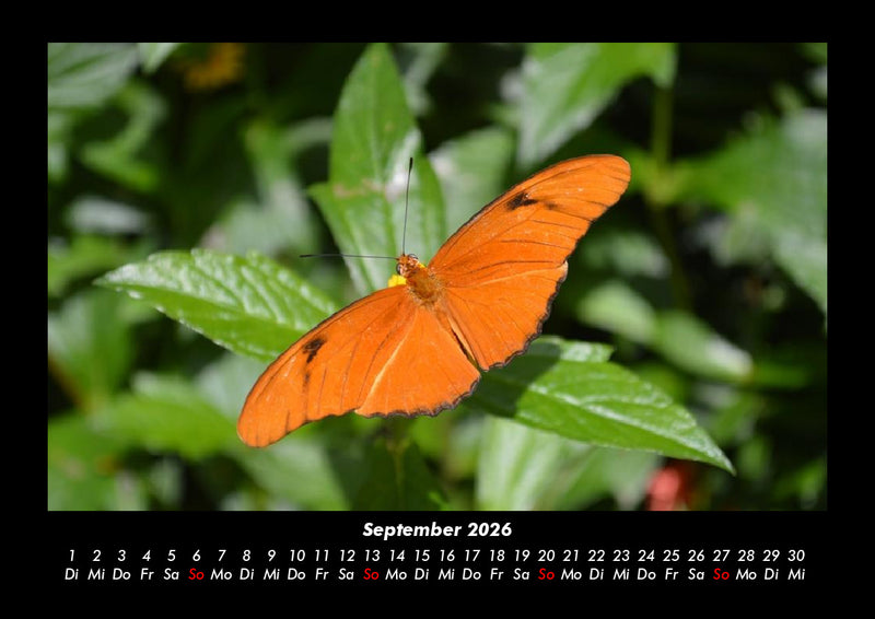 Bunte Pracht der Schmetterlinge Fotokalender 2026 - 9