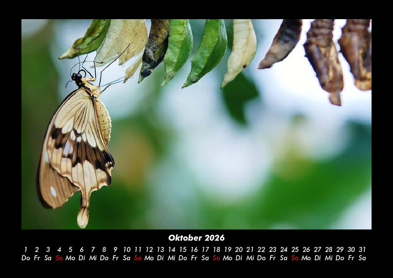 Bunte Pracht der Schmetterlinge Fotokalender 2026 - 10