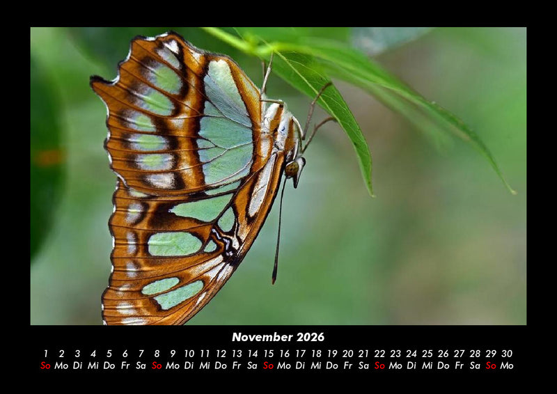 Bunte Pracht der Schmetterlinge Fotokalender 2026 - 11