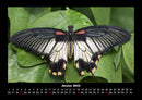 Bunte Pracht der Schmetterlinge Fotokalender 2026 - 1