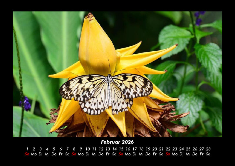 Bunte Pracht der Schmetterlinge Fotokalender 2026 - 2