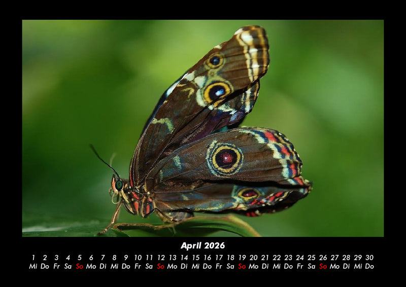 Bunte Pracht der Schmetterlinge Fotokalender 2026 - 4