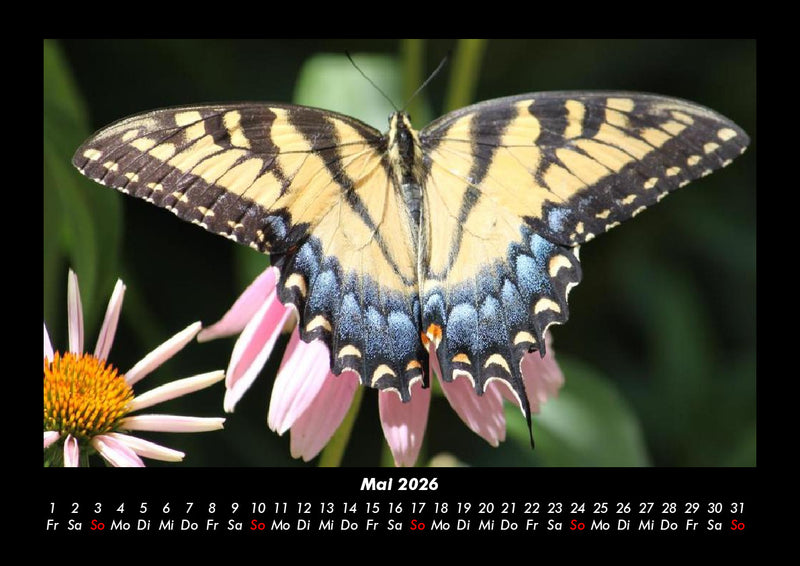 Bunte Pracht der Schmetterlinge Fotokalender 2026 - 5