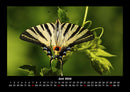 Bunte Pracht der Schmetterlinge Fotokalender 2026 - 6