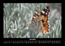 Bunte Pracht der Schmetterlinge Fotokalender 2026 - 7