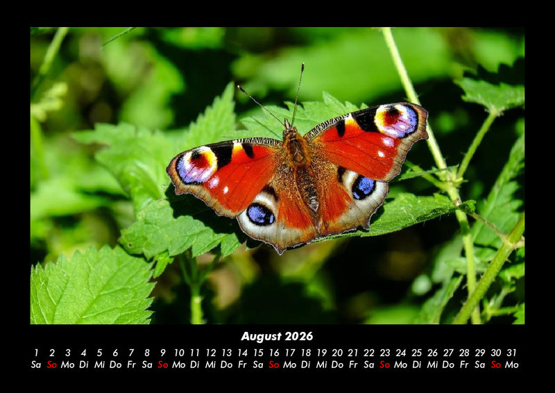 Bunte Pracht der Schmetterlinge Fotokalender 2026 - 8