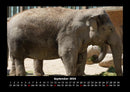 Elefanten - Die sanften Riesen Afrikas Fotokalender 2026 - 9