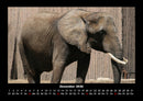 Elefanten - Die sanften Riesen Afrikas Fotokalender 2026 - 12