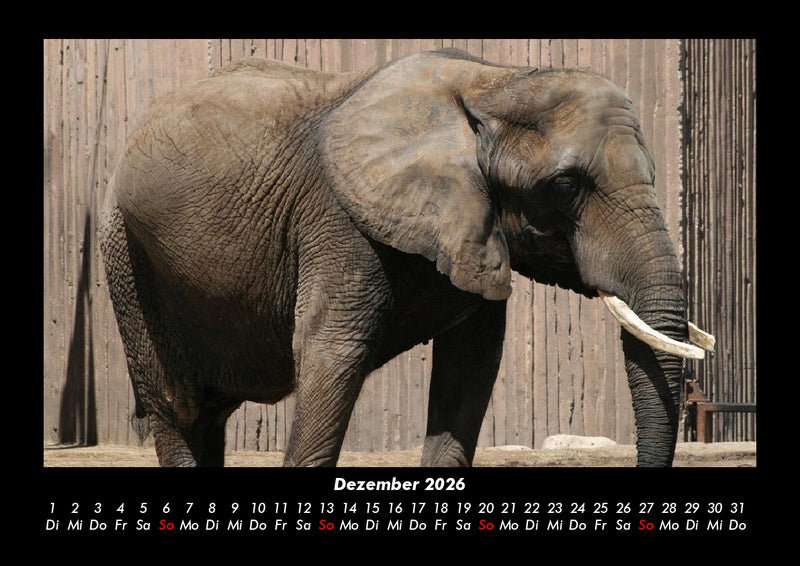 Elefanten - Die sanften Riesen Afrikas Fotokalender 2026 - 12