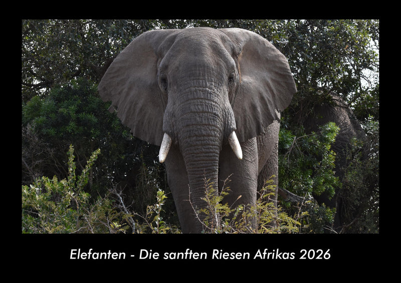 Elefanten - Die sanften Riesen Afrikas Fotokalender 2026 - Hauptbild