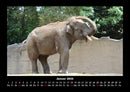 Elefanten - Die sanften Riesen Afrikas Fotokalender 2026 - 1