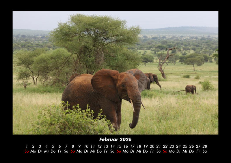 Elefanten - Die sanften Riesen Afrikas Fotokalender 2026 - 2