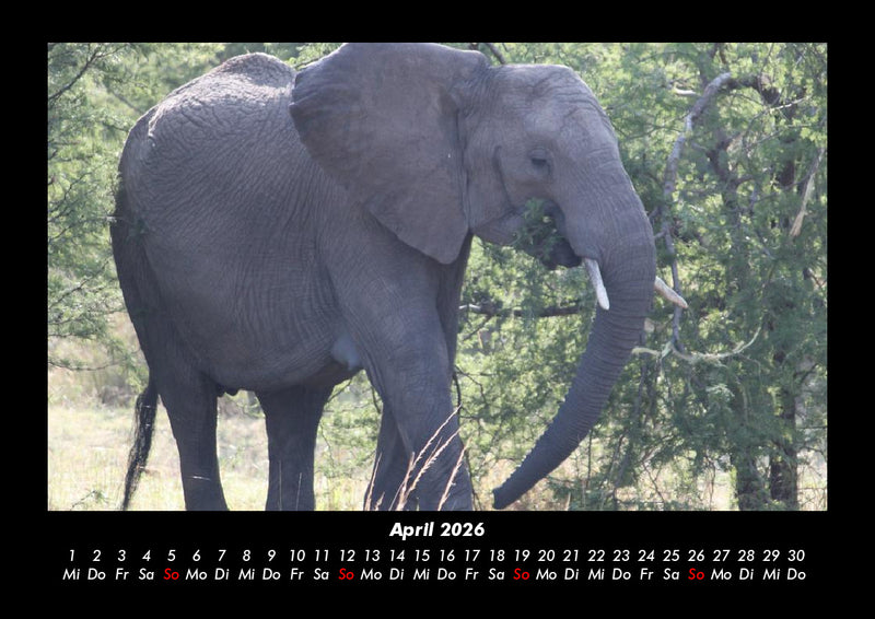 Elefanten - Die sanften Riesen Afrikas Fotokalender 2026 - 4