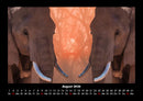Elefanten - Die sanften Riesen Afrikas Fotokalender 2026 - 8