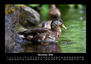 Enten Fotokalender 2026 - 11