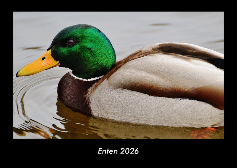 Enten Fotokalender 2026 - Hauptbild