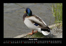 Enten Fotokalender 2026 - 1