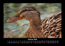 Enten Fotokalender 2026 - 2