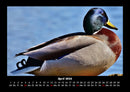 Enten Fotokalender 2026 - 4