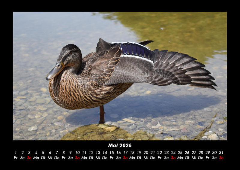 Enten Fotokalender 2026 - 5
