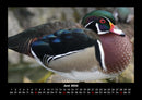 Enten Fotokalender 2026 - 6