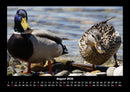 Enten Fotokalender 2026 - 8