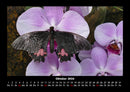 Blumenzauber Fotokalender 2026 - 10
