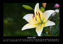Blumenzauber Fotokalender 2026 - 1