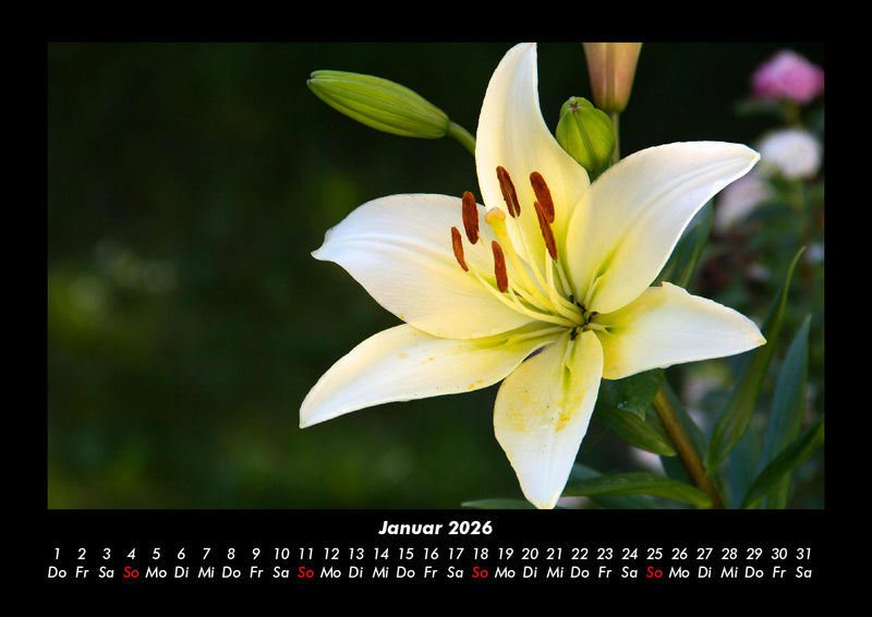 Blumenzauber Fotokalender 2026 - 1