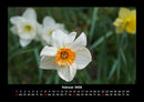 Blumenzauber Fotokalender 2026 - 2