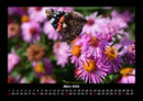 Blumenzauber Fotokalender 2026 - 3