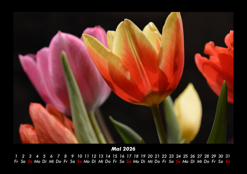 Blumenzauber Fotokalender 2026 - 5