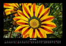 Blumenzauber Fotokalender 2026 - 6