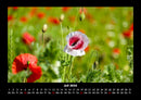 Blumenzauber Fotokalender 2026 - 7