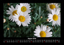 Blumenzauber Fotokalender 2026 - 8