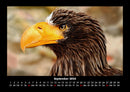 Adler Fotokalender 2026 - 9