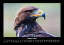 Adler Fotokalender 2026 - 10