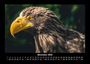 Adler Fotokalender 2026 - 11