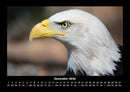 Adler Fotokalender 2026 - 12