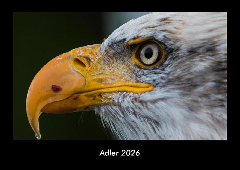 Adler Fotokalender 2026 - Hauptbild