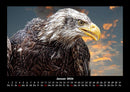 Adler Fotokalender 2026 - 1