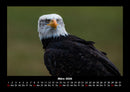 Adler Fotokalender 2026 - 3