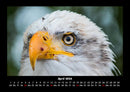 Adler Fotokalender 2026 - 4