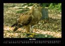 Adler Fotokalender 2026 - 5