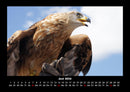 Adler Fotokalender 2026 - 6
